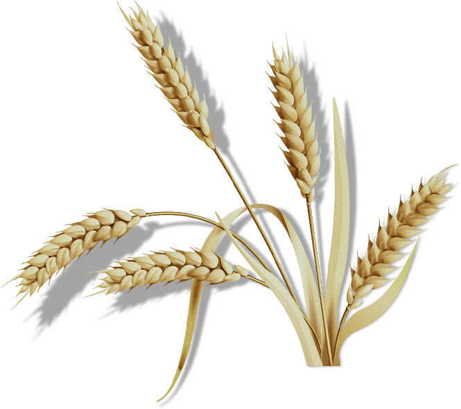 organic cosmetics slider item 1.png