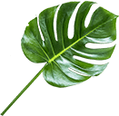 organic cosmetics slider item 2.png